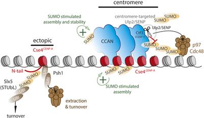 SUMO control of centromere homeostasis